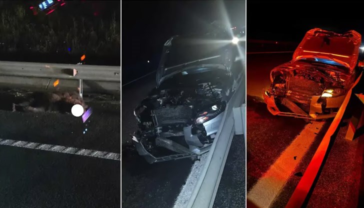 Животното изскочило пред шофьора на бързата лента Животното изскочило пред шофьора на бързата лента