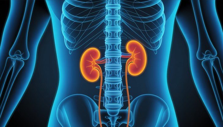 Изследователи от Канада и Китай направиха пробив в трансплантацията с органи