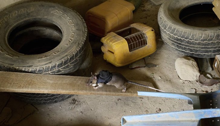 Специални раници с камери и микрофони помагат на малките животни да достигат до оцелели в срутени сгради