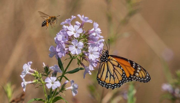 Международният съюз за опазване на природата обяви тревожни данни за опрашителите Международният съюз за опазване на природата обяви тревожни данни за опрашителите