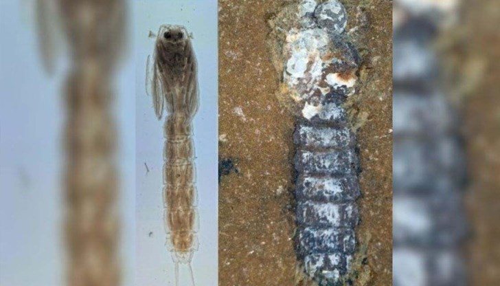 Фосил от епохата на динозаврите предполага, че сладководните насекоми са се появили първо в Южното полукълбо