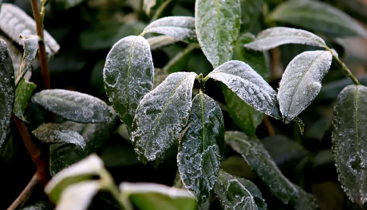 Meteo Balkans предупреждава за слани в Дунавската равнина Meteo Balkans предупреждава за слани в Дунавската равнина