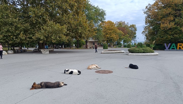 Температурите ще достигнат до 21 градуса, ще духа слаб до умерен югозападен вятър