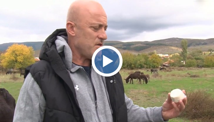 Българи произвеждат за първи път в света кашкавал и сирене от 100% магарешко мляко