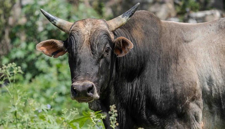 Животното било отглеждано от семейството на загиналия