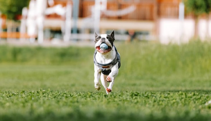 Териерите и овчарските породи са най-склонни да развият зависимост към игра с играчки