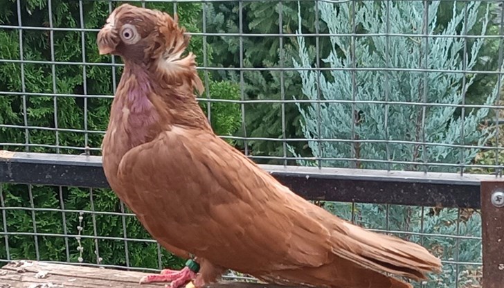 Драгомир Драганов открива изложба на "български двукачулни гълъби"