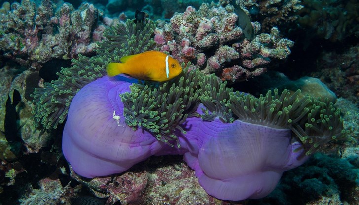 „Преломни моменти“ в климата са критични точки, при които настъпват необратими промени в екосистемите