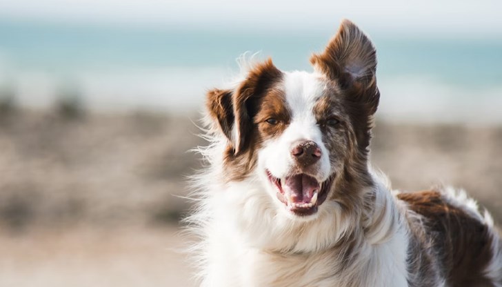 Мащабно изследване на над 50 000 домашни любимци дава практични съвети за по-дълъг и здравословен живот на четириногите приятели