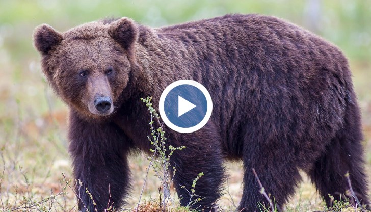 Хищниците влизат всяка вечер в населеното място заради липса на храна в гората