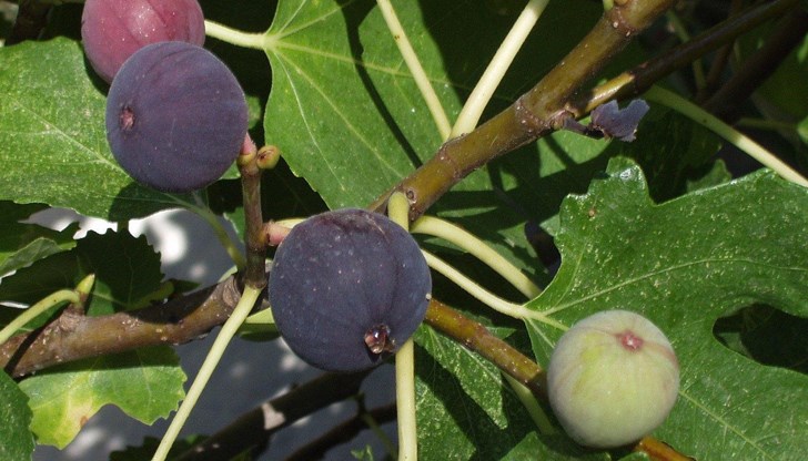 Плодът се оказва издържлив на температурните аномалии в региона