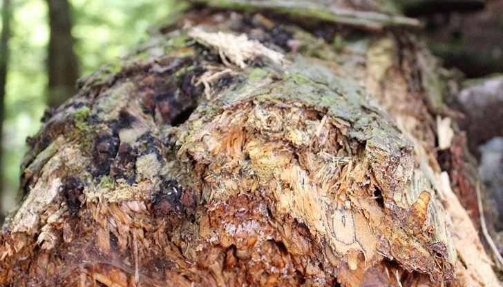 Огнеборците са реагирали на 5 сигнала през почивните дни