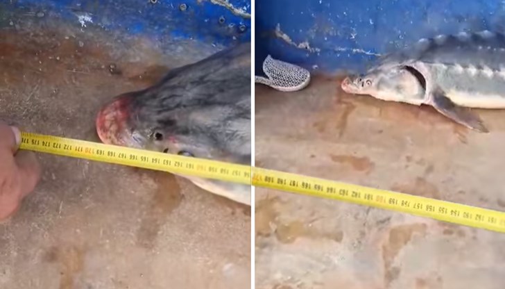 Екипажът на кораб "Дарина" освободи защитения вид при нос Шабла