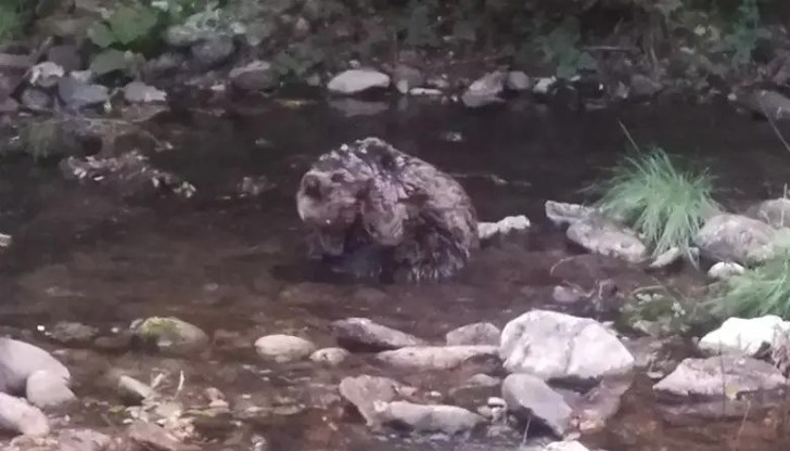 Животното загуби битката за живот въпреки усилията на ветеринарите