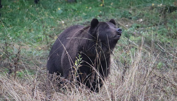 Фрол и Фросия са спасени от хотелска атракция