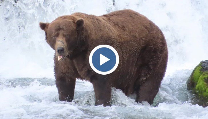 Животното със счупена челюст спечели титлата след 96 350 гласа в онлайн гласуването