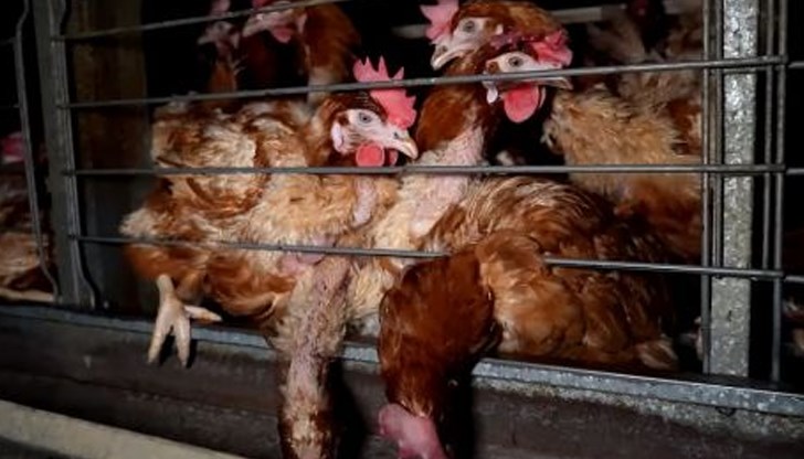 Сдружението обявява национална петиция в подкрепа на местните жители, които протестират срещу разрастването на индустриалната ферма