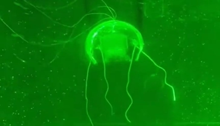 Прозрачният робот е почти невидим под водата и може да извършва тайно наблюдение Прозрачният робот е почти невидим под водата и може да извършва тайно наблюдение