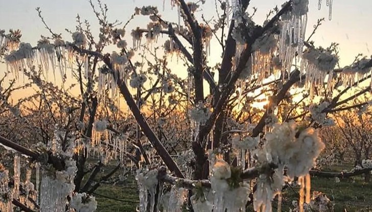 Топлият февруари и студените март и април нанесоха значителни щети на реколтата