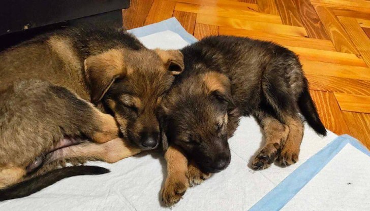 Джулиана Цветкова и Камелия Русинова създадоха убежище в Капитановци и се нуждаят от топли одеяла