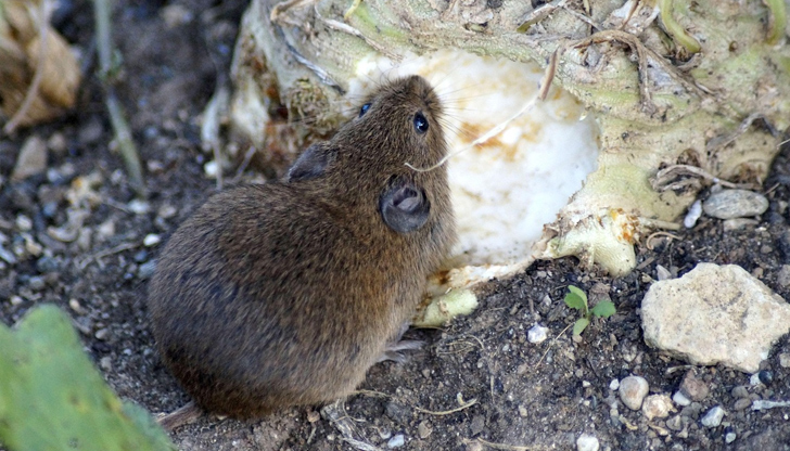 Днешният празник е преплетен с уникални традиции и строги забраниНа