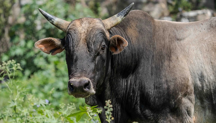 Животното било отглеждано от семейството на загиналияМъж на 72 години