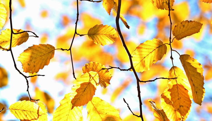 Валежите през следващия месец се очаква да бъдат под норматаНоември