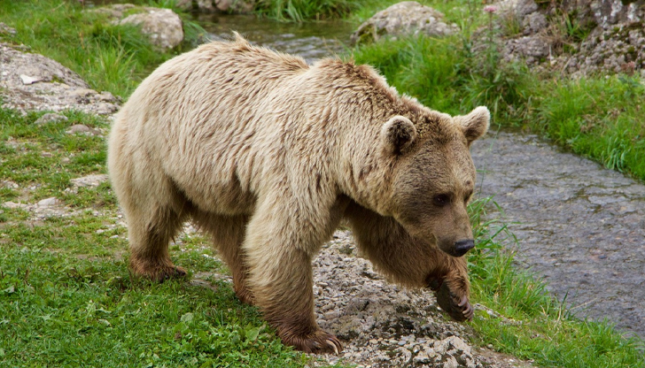 Около 400 мечки обитават българските планини, но все по-често слизат