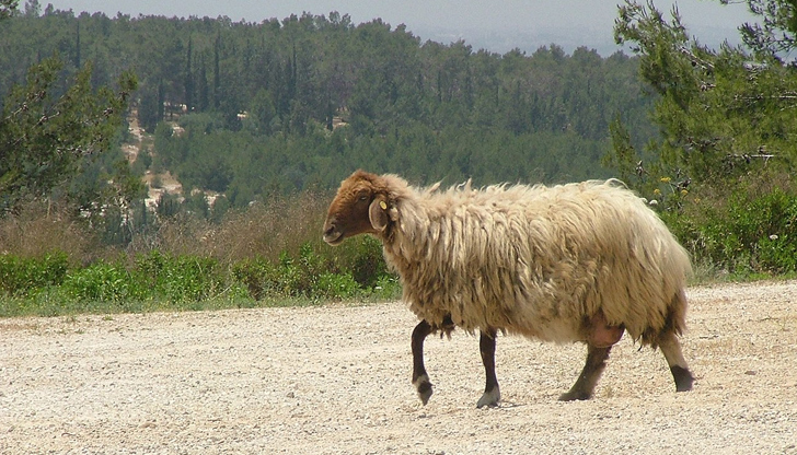 Щетата се изчислява на над 50 000 лева. Единият от