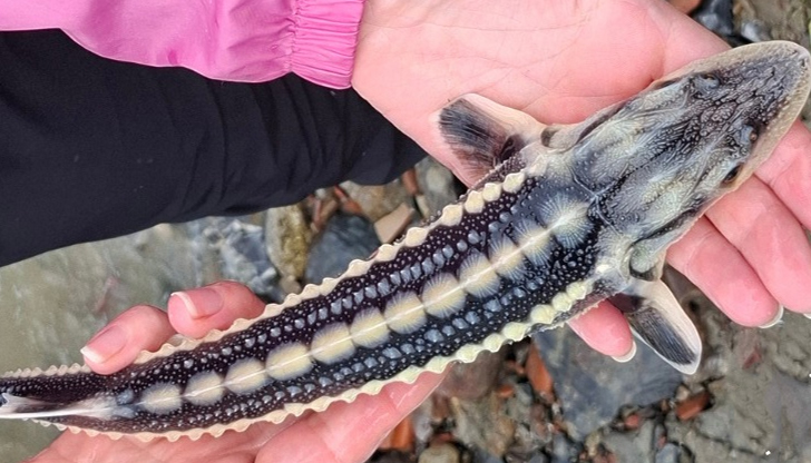 Маркираните рибки ще помогнат на учените да проследят миграцията по