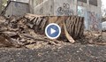 Премахнаха две опасни дървета на улица "Мадарски конник" в Русе