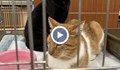 Спасени котки търсят дом чрез изложба в Русе