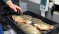 Започват масирани проверки за качеството на рибата в Русе