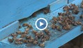 Пчелите в България намаляха драстично заради климатичните промени