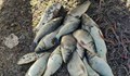 ИАРА – Русе хвана рибари с маломерни шарани в Бяла