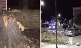 Ураганен вятър събори дървета в Царево и Приморско