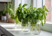 Полезни билки, които може да отглеждате във вода вкъщи