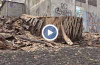 Премахнаха две опасни дървета на улица "Мадарски конник" в Русе