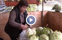 Кои грешки да избягваме при направата на кисело зеле