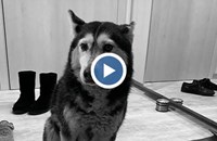 До 8 години затвор за шофьора, прегазил кучето Мая