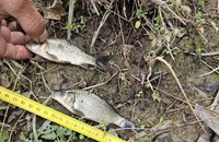 Рибар се опита да спре проверка на ИАРА