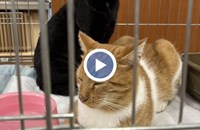 Спасени котки търсят дом чрез изложба в Русе