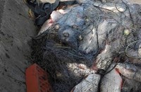 ИАРА откри незаконни мрежи с улов в езерата Дуранкулак и Шабла