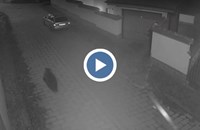 Мечка се разхожда по улиците на Карлово