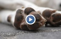 Застреляха куче в Русенско, докато стопанката му го разхожда