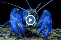 Черно море се напълни с ципура, сини раци и риба дявол