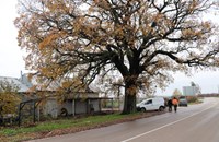 Вековно дърво става защитено