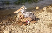 "Русчук Сребрйски" покори националния етап в международен екологичен конкурс