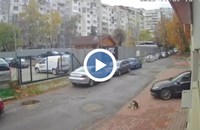 Шофьор прегази куче в София