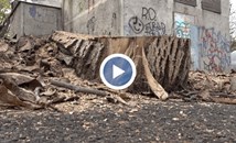 Премахнаха две опасни дървета на улица "Мадарски конник" в Русе